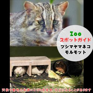 アジアゾウとフンボルトペンギン