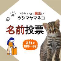【9月5日スタート！】今年4月25日に誕生したツシマヤマネコの名前投票を行います