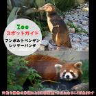 11月3日はフンボルトペンギンとレッサーパンダ