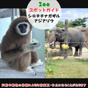 アジアゾウとフンボルトペンギン