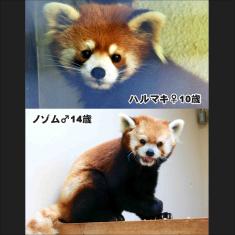 レッサーパンダの身体測定は2月26日（水曜日）14時30分から