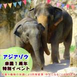 アジアゾウ来園1周年特別イベントを開催します