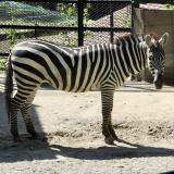 グラントシマウマ「カミリ」の死亡について