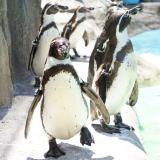 動物情報館ZooLab「ペンギンのお引越し写真展」