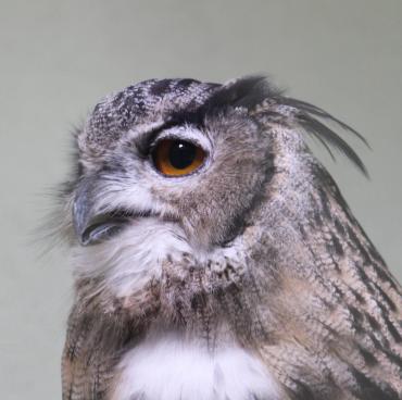 福岡市動物園｜ワシミミズク