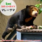 11月30日はマレーグマ