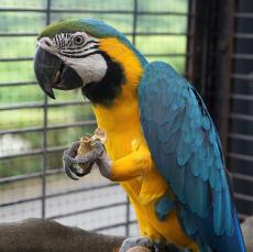 ルリコンゴウインコ