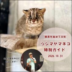 2026年10月31日（土曜日）11時00分からツシマヤマネコの特別ガイドを開催する告知用の画像