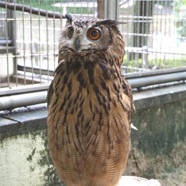 福岡市動物園｜ワシミミズク