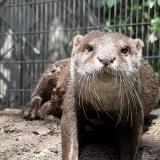 コツメカワウソ「リラ」の死亡について