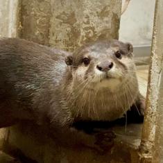 令和8年10月19日（月曜日）に日立市立かみね動物園より、来園予定のコツメカワウソのメス「サクラ」
