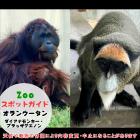 12月14日はオランウータンとダイアナモンキー・ブラッザグエノン