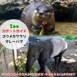 11月16日はコツメカワウソとマレーバク