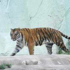 9月の動物サポーター限定企画バックヤードガイドを28日（日）13時00分からトラ舎で実施します