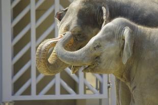 福岡市動物園｜「Amazonほしい物リスト」をスタートいたします