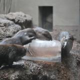 動物たちにも涼を♪8月の土曜日は『氷のプレゼント』開催