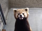 レッサーパンダの「ノゾム」を公開します！