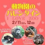 動物園でもバレンタイン！