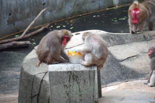 ニホンザルと果物入りの氷の写真