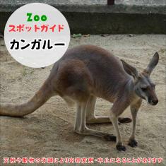 飼育員によるZOOスポットガイド。 当園に暮らす動物たちのお話を中心に、生態やエサについて担当飼育員が楽しくご紹介します。