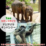 6月29日はアジアゾウとチンパンジー