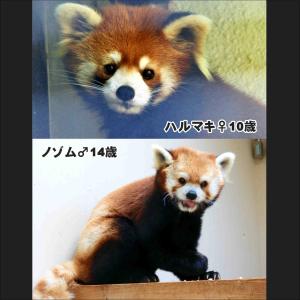 レッサーパンダの身体測定は2月26日（水曜日）14時30分から