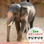5月25日はアジアゾウ