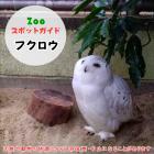 7月19日はフクロウ