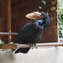 シワコブサイチョウ