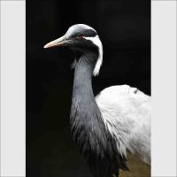 <動物園職員が選ぶ> 2026年福岡市動物園写真コンテスト入賞者について