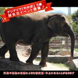 アジアゾウ「わかば」の誕生日イベントを開催します♪
