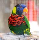 ゴシキセイガイインコ