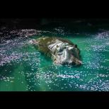第48回動物園写真コンテスト作品募集