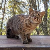 動物の展示に関するお知らせ