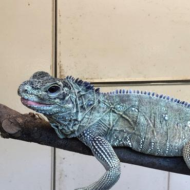 福岡市動物園｜フィリピンホカケトカゲ