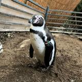 フンボルトペンギンの来園について