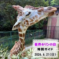 「世界キリンの日」特別ガイドを開催します