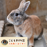 こども動物園「ふれあいコーナー」
