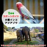 2月8日は小型インコとアジアゾウ