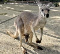 カンガルーの赤ちゃんが誕生しています