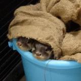コツメカワウソ命名式