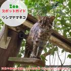10月26日はツシマヤマネコ