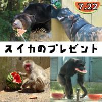 大暑の日にスイカのプレゼント！