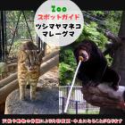 10月13日はツシマヤマネコとマレーグマ