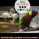 10月12日は放鳥舎と小型インコ