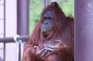 オランウータン