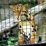 ウンピョウを一般公開します