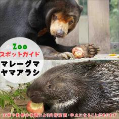 飼育員によるZOOスポットガイド。 当園に暮らす動物たちのお話を中心に、生態やエサについて担当飼育員が楽しくご紹介します。