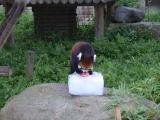 動物たちにも涼を♪8月の土曜日は『氷のプレゼント』開催
