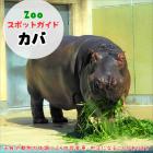 6月28日はカバ
